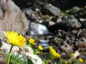 06 Fiori di doronico dei macereti